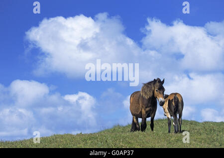 Exmoor Pony Hengst und Fohlen ruht auf einer Düne Stockfoto