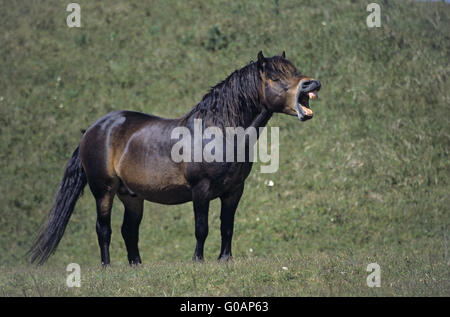 Exmoor Pony Hengst Gähnen in den Dünen Stockfoto