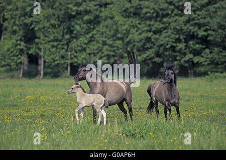 Teufel Horse Hengst Stute und Fohlen angreifen Stockfoto