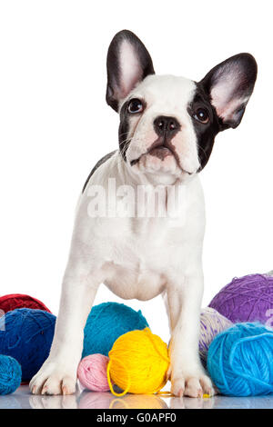 Französische Bulldogge Welpen mit einem Wolle Kugeln isoliert o Stockfoto