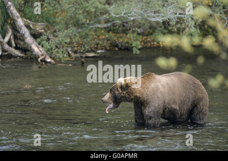 Ein Grizzlybär Fang von Lachs in Brooks River Stockfoto