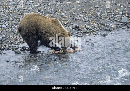 Grizzly Bären sammeln die Reste von einem Caribou Stockfoto