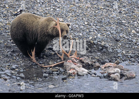 Grizzlybär Stand in der Nähe ein Karibu-Kadaver Stockfoto