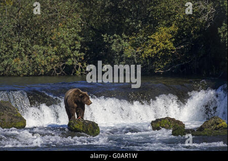 Grizzly Bären gefangen rot Lachs an den Brooks Falls Stockfoto