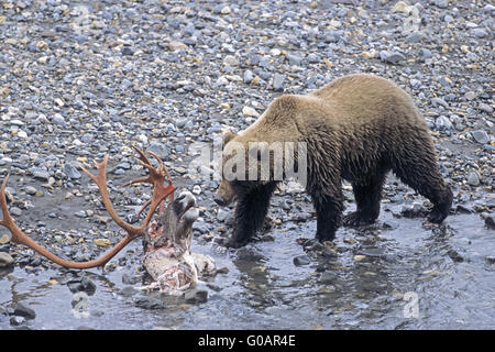 Grizzly Bear auf einem Caribou Kadaver von Wolf getötet Stockfoto