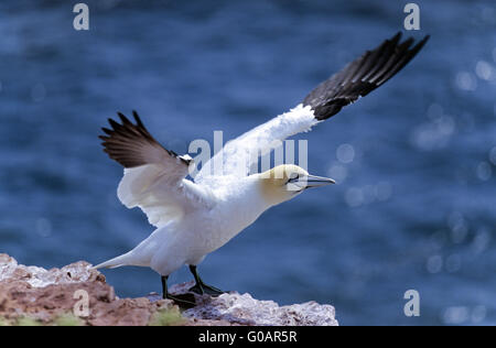 Basstölpel sitzt auf dem roten Felsen zappelt Stockfoto