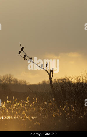 Kormorane auf einem Baum sammeln Stockfoto