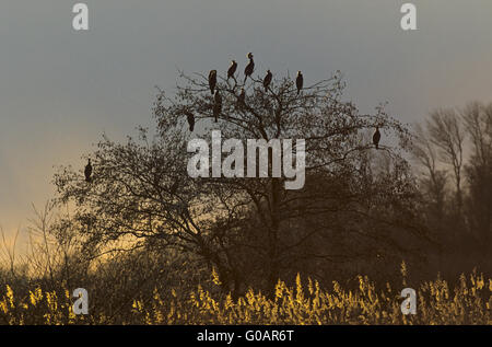 Kormorane auf einem Baum sammeln Stockfoto