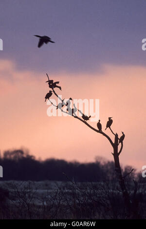 Kormorane auf einem Baum sammeln Stockfoto