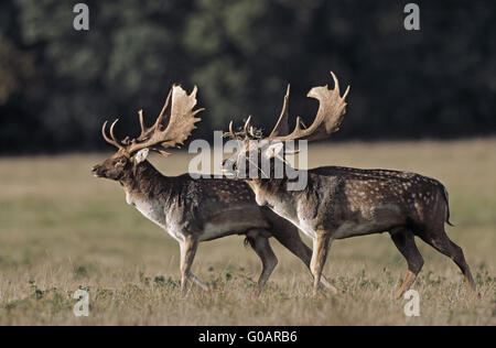 Damwild Hirsche bevor sie kämpfen Stockfoto