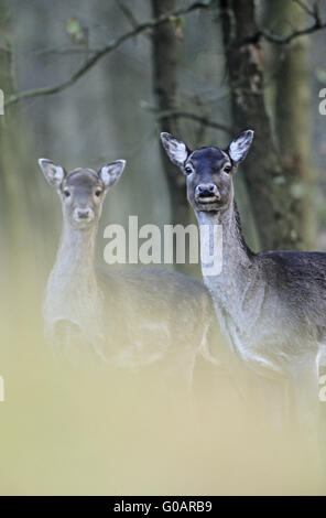 Damwild Portrait einer Hirschkuh und dam Stockfoto