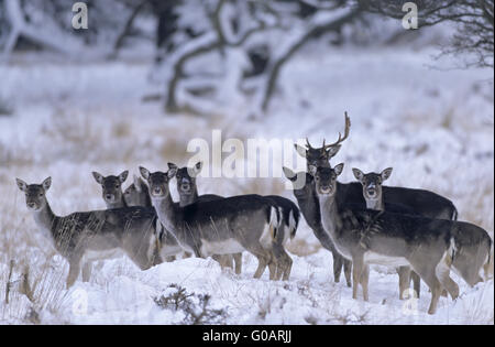 Brache Deer Hinds, Dämme und jungen Stier im winter Stockfoto