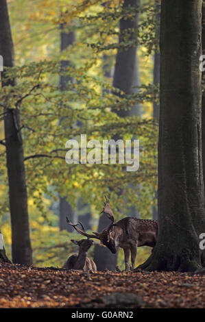 Damhirsch Hirsch und Hirschkuh an einem Spurrinnenbildung Loch Stockfoto