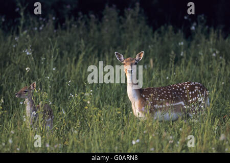 Damwild Hind und Damm im Sommer Fell Stockfoto