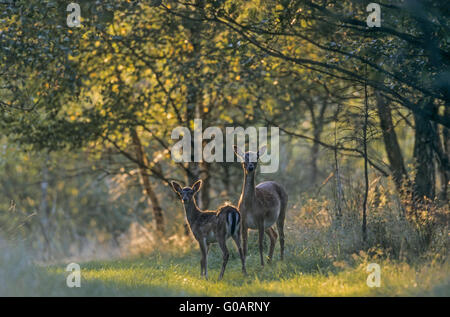 Damwild Hind und Damm an einem Waldrand Stockfoto