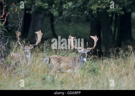 Damwild Harts einige Tage vor der Brunft Stockfoto