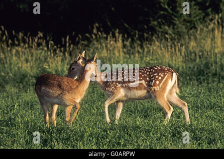 Damwild Hind und Kitz im Sommer Fell Stockfoto