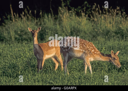 Damwild Hind und Kitz im Sommer Fell Stockfoto