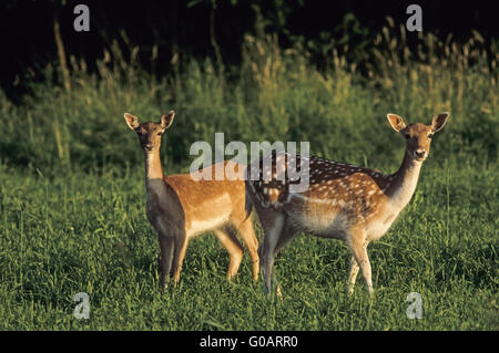 Damwild Hind und Kitz im Sommer Fell Stockfoto