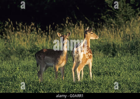 Damwild Hind und Kitz im Sommer Fell Stockfoto