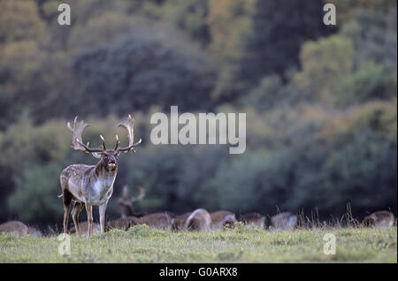 Damhirsch Hirsch brüllen vor Hind und fawn Stockfoto