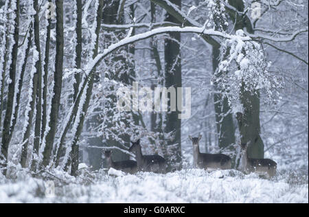 Damwild Hinds und Rehkitzen im winter Stockfoto