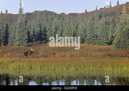 Bull Moose stehen neben einem Teich in der tundra Stockfoto