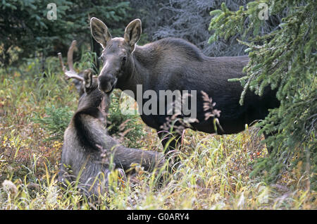 Junger Stier Elch und Kalb in der taiga Stockfoto