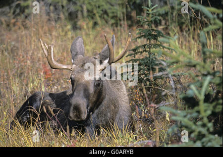 Junger Stier Elch ruht in der tundra Stockfoto