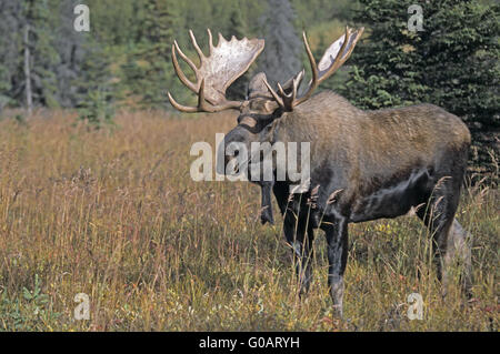 Bull Moose steht alert suchen in der taiga Stockfoto