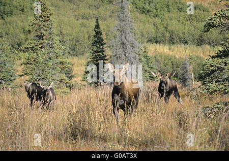 Junger Stier Elch zu beeindrucken, Kühe und Kälber Stockfoto