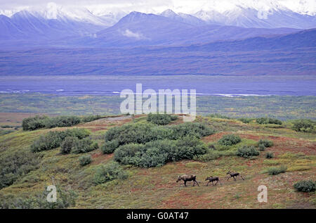 Kuh-Elch und Kälber in der Tundra - (Alaska-Elch) Stockfoto