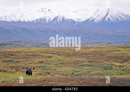 Bull Moose stand vor der Alaskakette Stockfoto