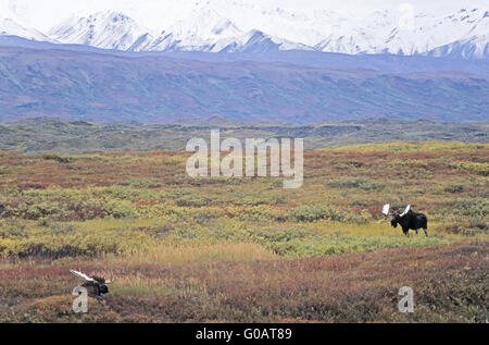 Bull Moose stand vor der Alaskakette Stockfoto