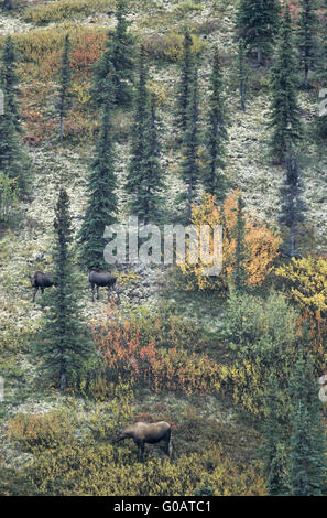 Kuh-Elch und Kälber in der Tundra - (Alaska-Elch) Stockfoto