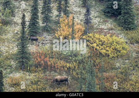 Kuh-Elch und Kälber in der Tundra - (Alaska-Elch) Stockfoto