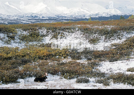 Bull Moose vor der verschneiten Alaska-Range Stockfoto