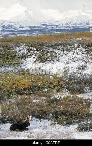 Bull Moose vor der verschneiten Alaska-Range Stockfoto