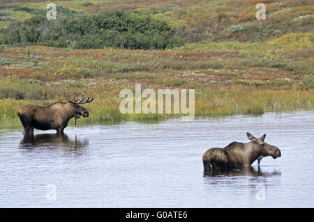 Stier und Kuh Elch stehend in einem Tundra-See Stockfoto
