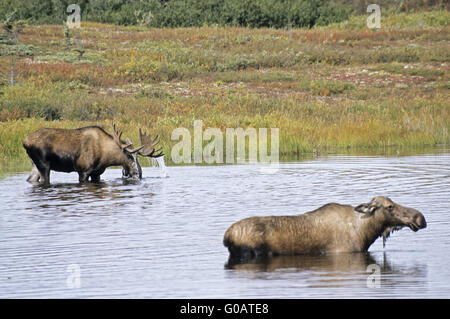 Stier und Kuh Elch stehend in einem Tundra-See Stockfoto