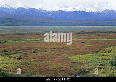 Bull Moose stand vor der Alaskakette Stockfoto