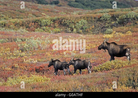 Elch Kuh und Kälber in der Tundra im Herbst Stockfoto