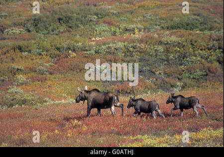 Elch Kuh und Kälber in der Tundra im Herbst Stockfoto