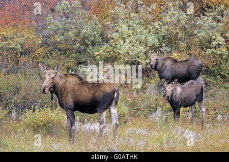 Kuh-Elch und Waden stehen in der Tundra im Herbst Stockfoto