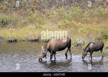 Kuh Elch und Kalb Trinkwasser in einem Tundra-See Stockfoto