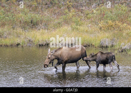 Kuh Elch stillende Kalb in einem Tundra-See Stockfoto