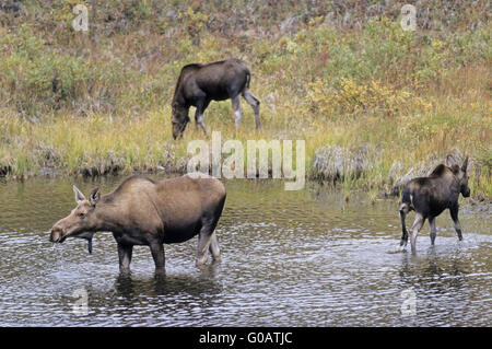 Kuh-Elch und Waden stehen in der Tundra-See Stockfoto