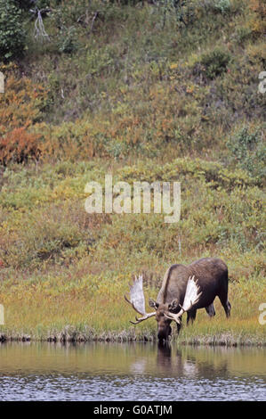 Bull Moose stehen neben einem Teich und Wasser trinken Stockfoto