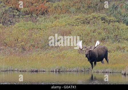 Bull Moose stehen neben einem Teich in der tundra Stockfoto