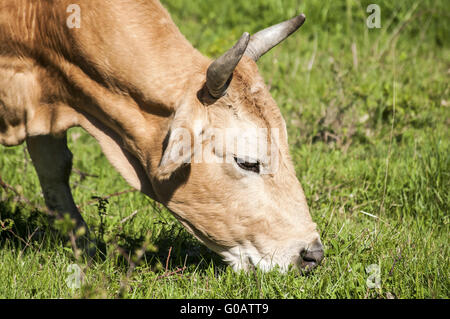 Kopf der Kuh Weiden auf grüner Wiese Stockfoto